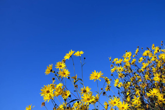 topinamburyellow花