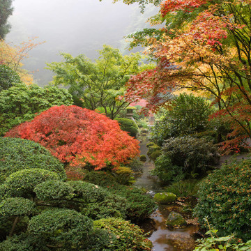 秋天在日本花園的小溪