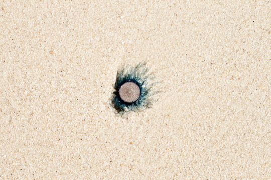 死海蜇躺在沙灘上