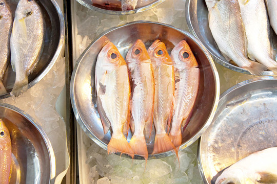亞洲魚類市場提供全淡水魚