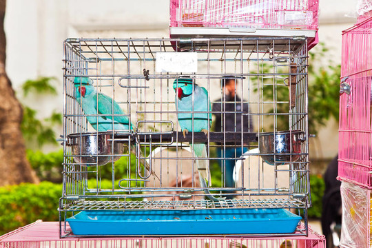 香港鳥類市場中的鳥籠