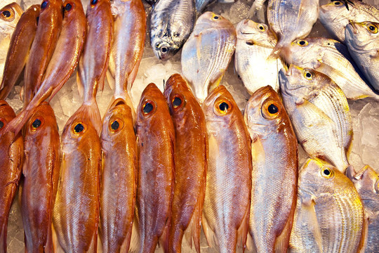亞洲魚(yú)類市場(chǎng)提供全淡水魚(yú)