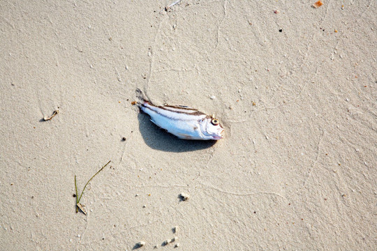 躺在海灘上的死魚