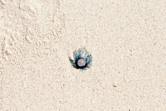死海蜇躺在沙灘上