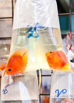 市場上出售的魚袋