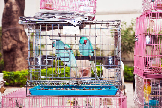 香港鳥類市場中的鳥籠