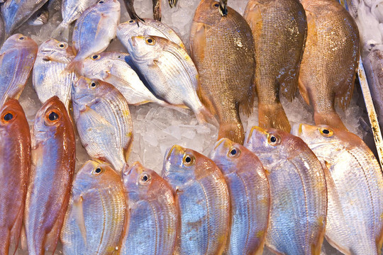 亞洲魚(yú)類(lèi)市場(chǎng)提供全淡水魚(yú)