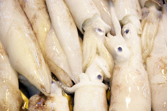 亞洲魚(yú)類市場(chǎng)提供全淡水魚(yú)
