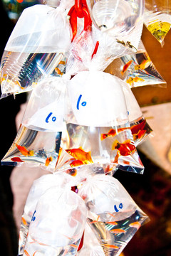 在出售塑料bagy五顏六色的熱帶魚
