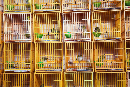 香港鳥類市場中的鳥籠