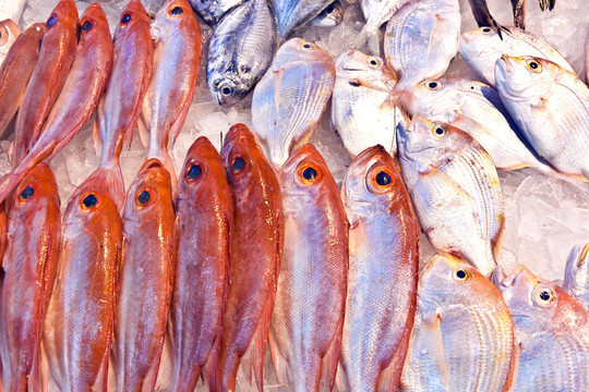 亞洲魚(yú)類(lèi)市場(chǎng)提供全淡水魚(yú)
