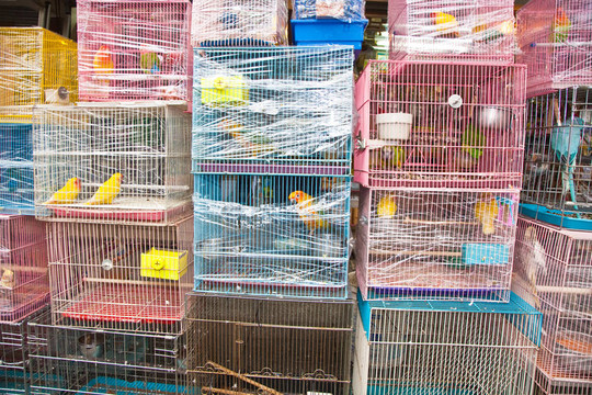 香港鳥類市場中的鳥籠