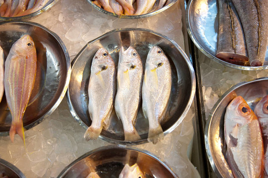 亞洲魚(yú)類市場(chǎng)提供全淡水魚(yú)