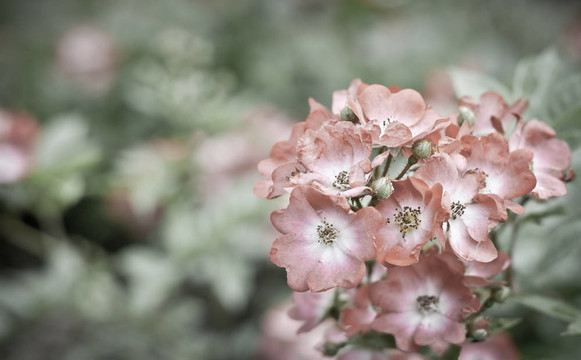 靠近美麗的狗薔薇花（rosa canina）