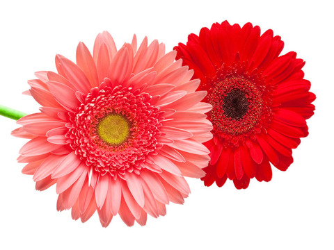Gerber的花