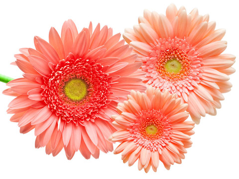 Gerber的花