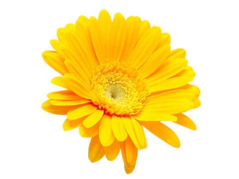 Gerber的花