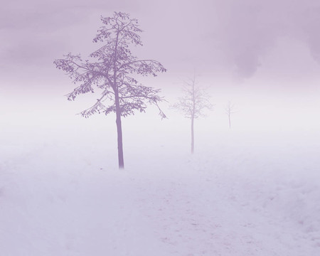 白色的雪樹