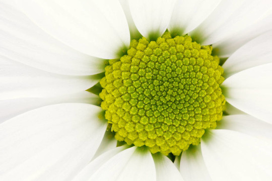白菊花