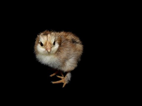 小活雞