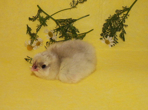 小活雞