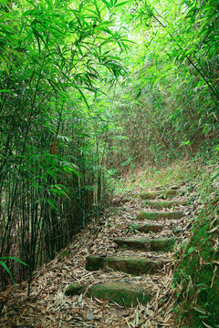 綠色竹林--一條穿過(guò)茂密竹林的小路