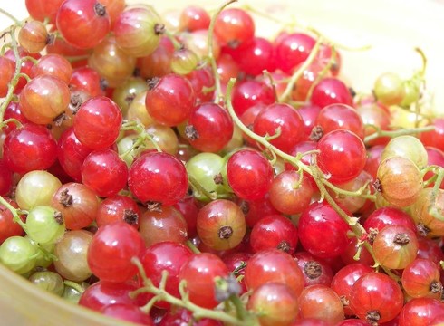 groseilles