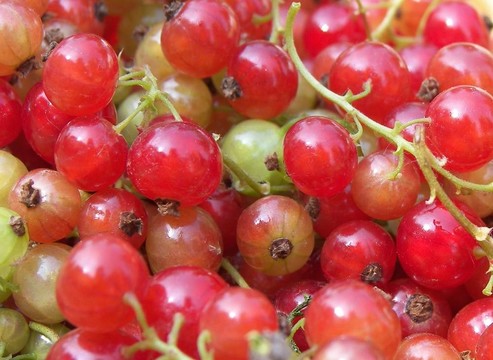 groseilles