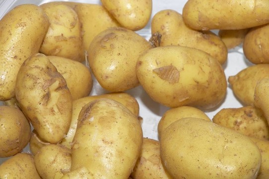 土豆