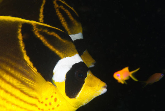 蝴蝶魚(yú)和朋友