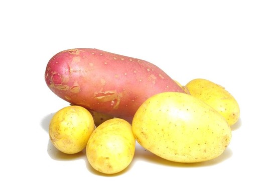 土豆