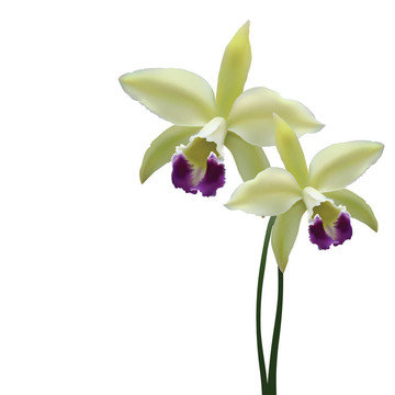 向量的蘭花