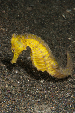 moluccen海馬