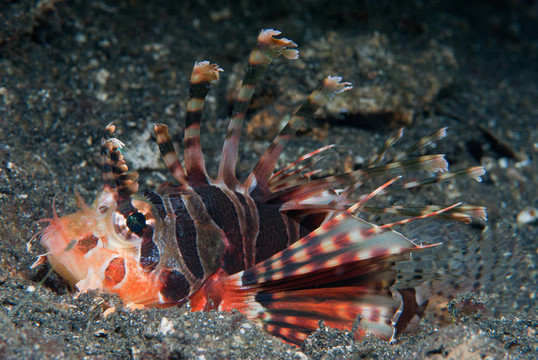 新興的獅子魚