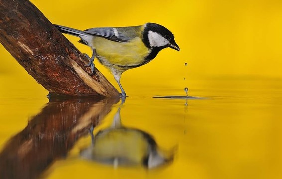 日落鳥。