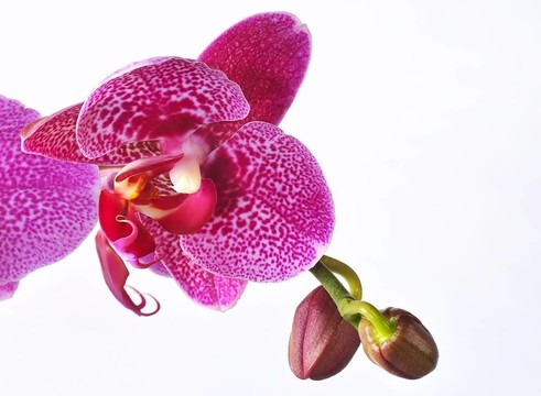 在白色背景Orchidea。