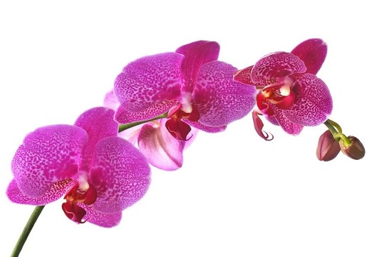 白色背景的蘭花。