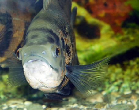 魚