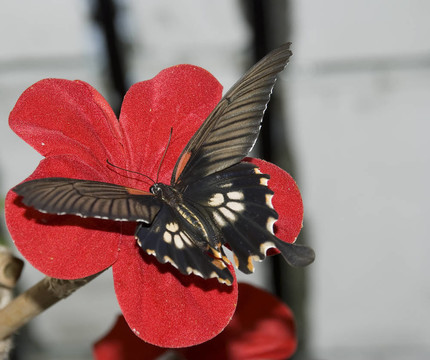 蝴蝶和紅花