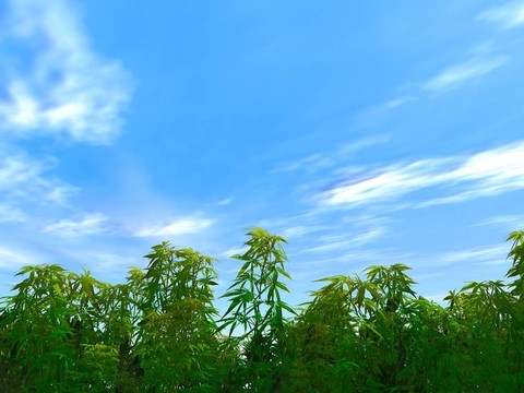 高高的草
