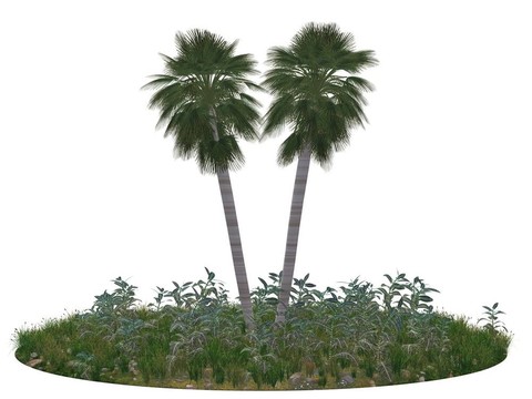 兩棕櫚樹島碎片