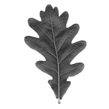 橡樹(shù)葉