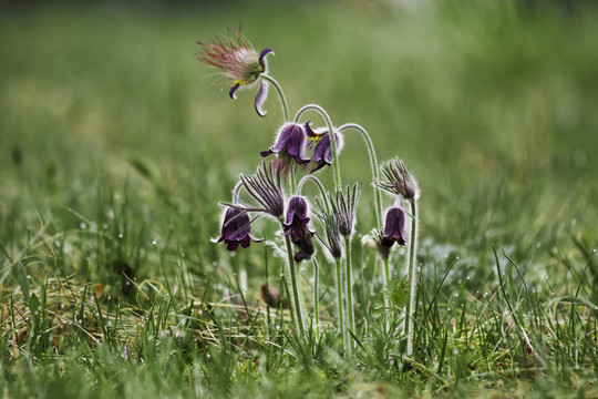 春天的花朵- Pulsatilla