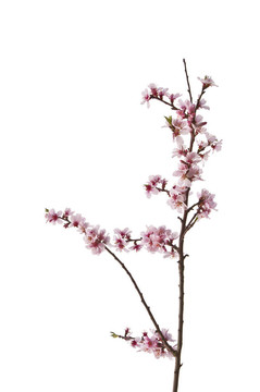 可愛(ài)的明亮高調(diào)圖象春天的櫻花樹(shù)細(xì)節(jié)白色隔離