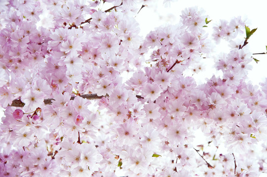 美麗的高調(diào)明亮的春天開(kāi)花圖像
