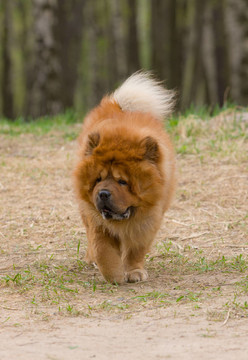松獅犬