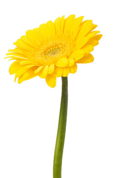 美麗的雛菊非洲菊