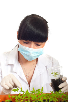種植番茄的農(nóng)業(yè)科學(xué)家