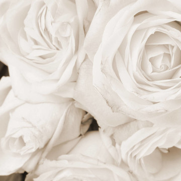 白薔薇