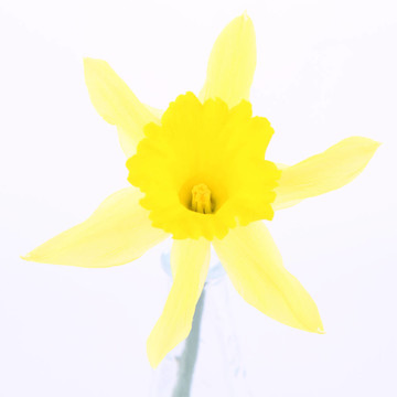 水仙花